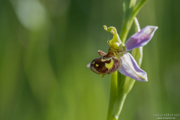 Bienen-Ragwurz, Ophrys apifera, 	Orchideen (Orchidaceae), Blüte, Kerstlingeröder Feld, Göttingen, Deutschland