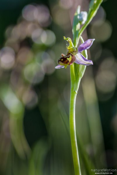 Bienen-Ragwurz, Ophrys apifera, 	Orchideen (Orchidaceae), Blüte, Kerstlingeröder Feld, Göttingen, Deutschland