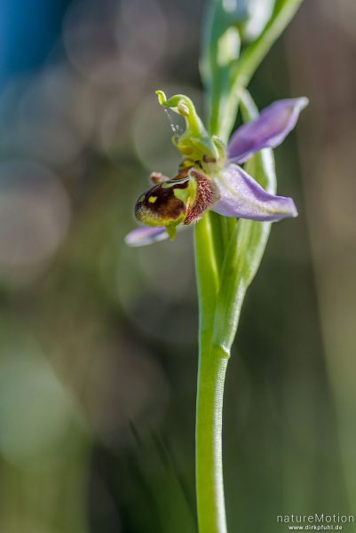 Bienen-Ragwurz, Ophrys apifera, 	Orchideen (Orchidaceae), Blüte, Kerstlingeröder Feld, Göttingen, Deutschland