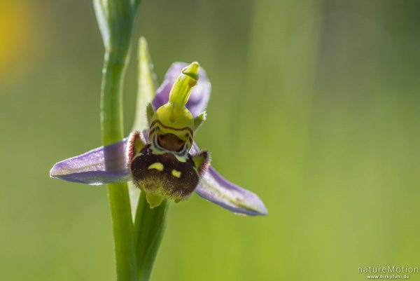 Bienen-Ragwurz, Ophrys apifera, 	Orchideen (Orchidaceae), Blüte, Kerstlingeröder Feld, Focus Stackin, Göttingen, Deutschland