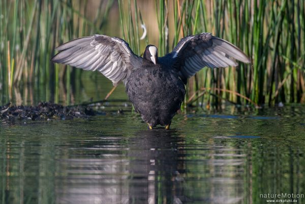 Bläßhuhn, Bläßralle, Fulica atra, Rallidae, Tier bei der Gefiederpflege am ufernahen Binsensaum, Seeburger See, Deutschland