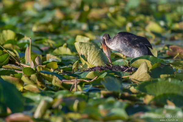 Haubentaucher, Podiceps cristatus, Podicipedidae, brütendes Tier auf Nest, Nest schwimmt inmitten von Seerosenblättern, Seeburger See, Deutschland