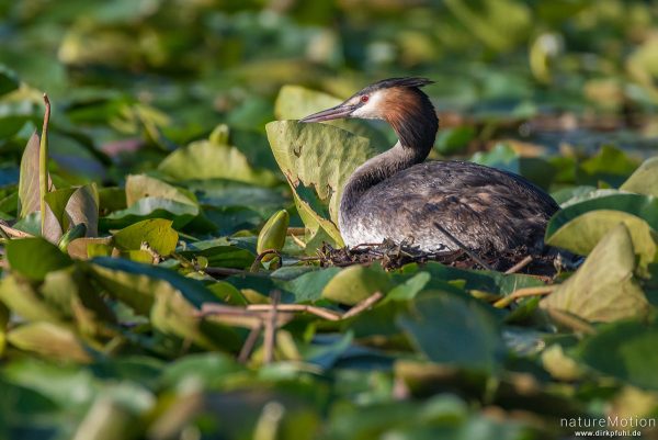 Haubentaucher, Podiceps cristatus, Podicipedidae, brütendes Tier auf Nest, Nest schwimmt inmitten von Seerosenblättern, Seeburger See, Deutschland