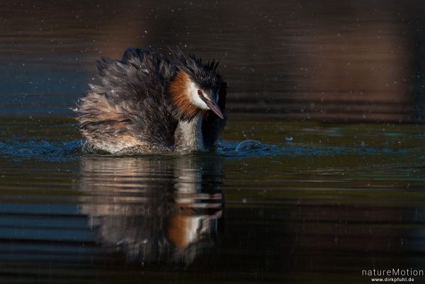 Haubentaucher, Podiceps cristatus, Podicipedidae, schwimmendes Tier, Gefiederpflege, Seeburger See, Deutschland