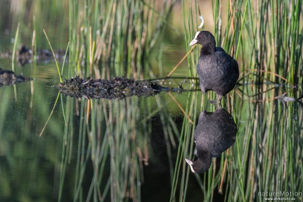 Bläßhuhn, Bläßralle, Fulica atra, Rallidae, Tier bei der Gefiederpflege am ufernahen Binsensaum, Seeburger See, Deutschland