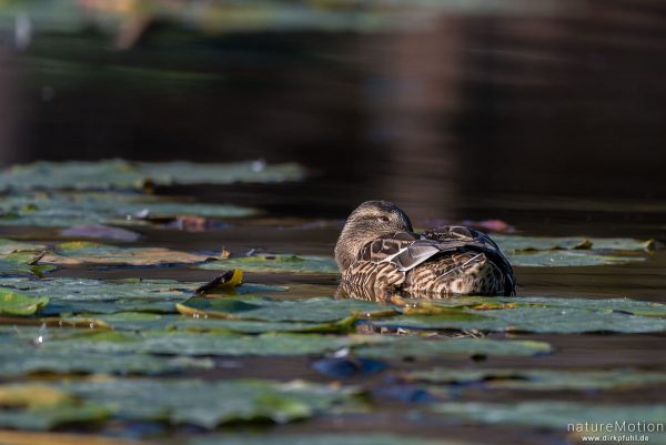 Stockente, Anas platyrhynchos, Anatidae, Weibchen, schwimmt zwischen Seerosenblättern, Seeburger See, Deutschland