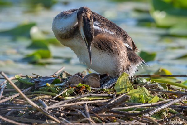 Haubentaucher, Podiceps cristatus, Podicipedidae, brütendes Tier auf Nest, Gelege, Nest schwimmt inmitten von Seerosenblättern, Seeburger See, Deutschland