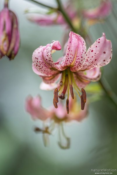 Türkenbund-Lilie, Lilium martagon, Liliaceae, Blüten, Plesse, Wanfried, Deutschland