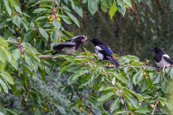 Elster, Pica pica, Rabenvögel (Corvidae), Altvogel füttert gerade Flügge gewordene Jungvögel mit Kirschen, Garten, Göttingen, Deutschland