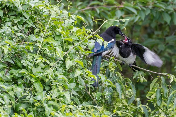 Elster, Pica pica, Rabenvögel (Corvidae), Alttier füttert gerade flügge gewordene Jungvögel, Garten, Göttingen, Deutschland