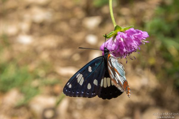 Blauschwarzer Eisvogel, Limenitis reducta, Edelfalter (Nymphalidae), Tier an Blütenstand von Teufelsabbiss, Apt - Provence, Frankreich