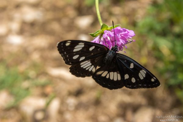 Blauschwarzer Eisvogel, Limenitis reducta, Edelfalter (Nymphalidae), Tier an Blütenstand von Teufelsabbiss, Apt - Provence, Frankreich