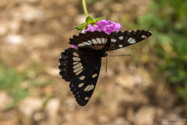 Blauschwarzer Eisvogel, Limenitis reducta, Edelfalter (Nymphalidae), Tier an Blütenstand von Teufelsabbiss, Apt - Provence, Frankreich