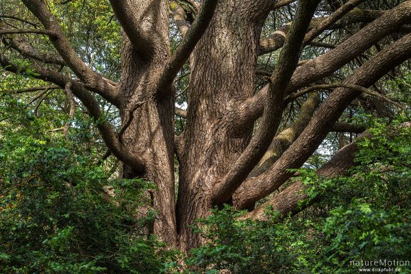 Atlas-Zeder, Cedrus atlantica, 	Kieferngewächse (Pinaceae), Stamm, Forêt des cèdres du Luberon, Bonnieux - Provence, Frankreich