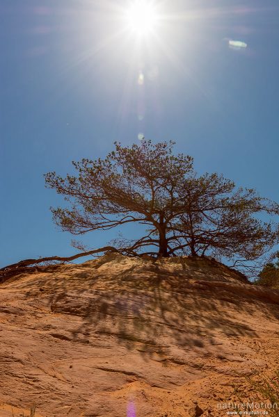 Einzeln stehender Baum, Ockersteinbrüche mit verschieden farbigem Gestein, Rustrel – Provence, Frankreich