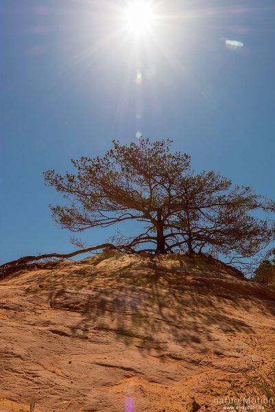 Einzeln stehender Baum, Ockersteinbrüche mit verschieden farbigem Gestein, Rustrel - Provence, Frankreich