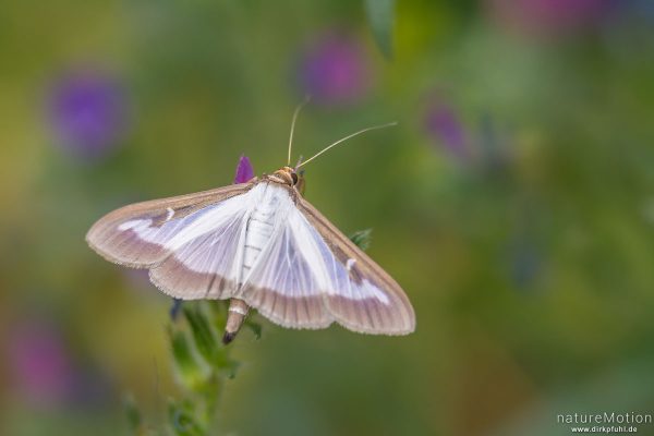 Buchsbaumzünsler, Cydalima perspectalis, Pyrale du buis, Crambidae, Falter, Tal des Aigue Brun, Bonnieux - Provence, Frankreich