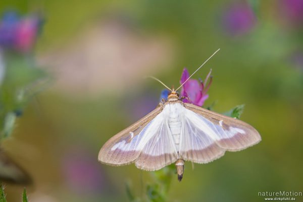 Buchsbaumzünsler, Cydalima perspectalis, Pyrale du buis, Crambidae, Falter, Tal des Aigue Brun, Bonnieux - Provence, Frankreich