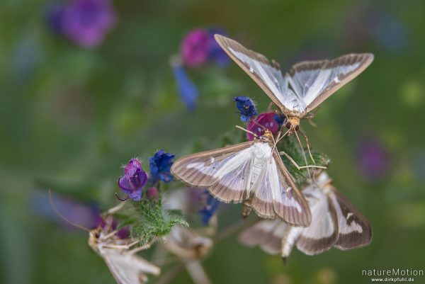 Buchsbaumzünsler, Cydalima perspectalis, Pyrale du buis,  Crambidae, Falter, Massenvorkommen, Tal des Aigue Brun, Bonnieux - Provence, Frankreich