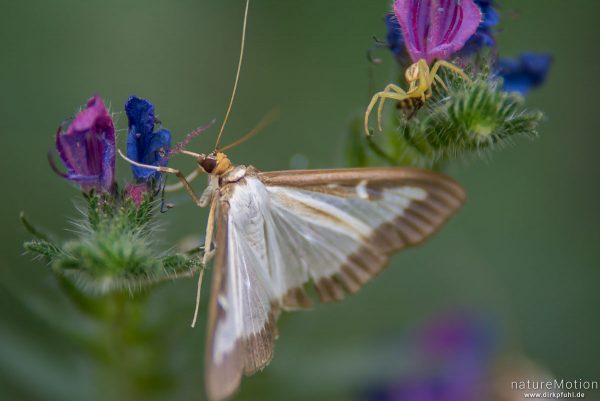 Buchsbaumzünsler, Cydalima perspectalis, Pyrale du buis,  Crambidae, Falter, Krabbenspinne, Tal des Aigue Brun, Bonnieux - Provence, Frankreich