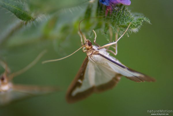 Buchsbaumzünsler, Cydalima perspectalis, Pyrale du buis, Crambidae, Falter, Tal des Aigue Brun, Bonnieux - Provence, Frankreich