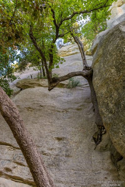 Baumstämme und Felswände, Dschungel im Tal des Aigue Brun, Bonnieux – Provence, Frankreich