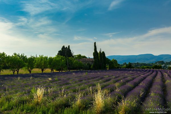 Echter Lavendel, Lavandula angustifolia, Lippenblütler (Lamiaceae), Lavendelfeld im Abendlicht, Apt - Provence, Frankreich