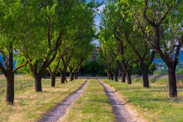 Weg mit Allee, daneben Lavendelfeld, Apt - Provence, Frankreich