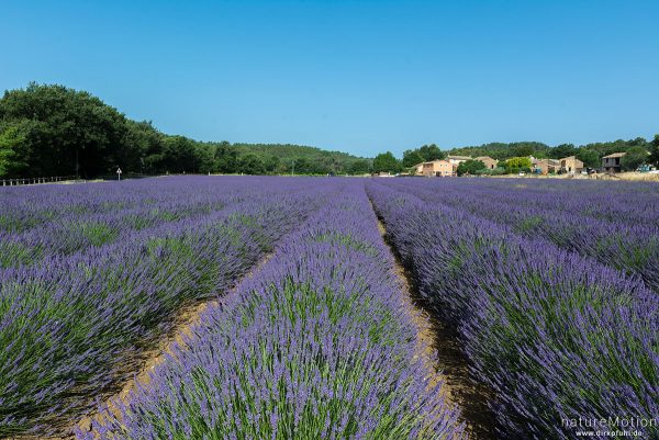 Echter Lavendel, Lavandula angustifolia, Lippenblütler (Lamiaceae), Lavendelfeld, Roussillon - Provence, Frankreich