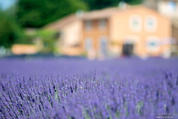 Echter Lavendel, Lavandula angustifolia, Lippenblütler (Lamiaceae), Lavendelfeld, Roussillon - Provence, Frankreich