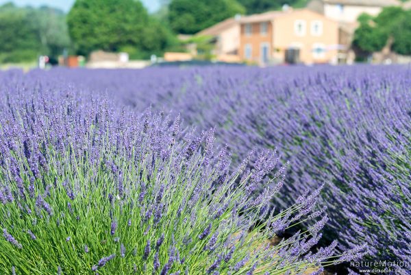 Echter Lavendel, Lavandula angustifolia, Lippenblütler (Lamiaceae), Lavendelfeld, Roussillon - Provence, Frankreich