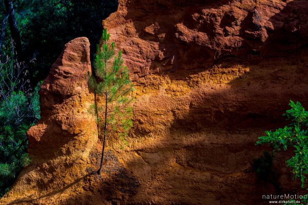 Ockersteinbruch, Felsen und Sand in verschiedenen Rot, Braun und Gelbtönen, dazwischen grüne Nadelbäume, Roussillon - Provence, Frankreich