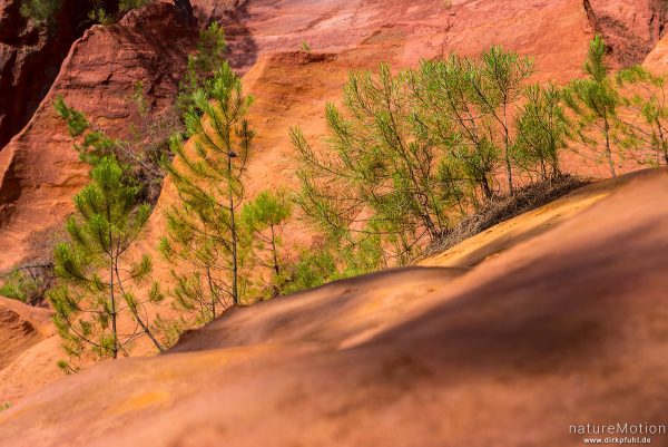 Ockersteinbruch, Felsen und Sand in verschiedenen Rot, Braun und Gelbtönen, dazwischen grüne Nadelbäume, Roussillon - Provence, Frankreich