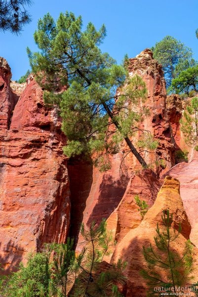 Ockersteinbruch, Felsen und Sand in verschiedenen Rot, Braun und Gelbtönen, dazwischen grüne Nadelbäume, Roussillon - Provence, Frankreich