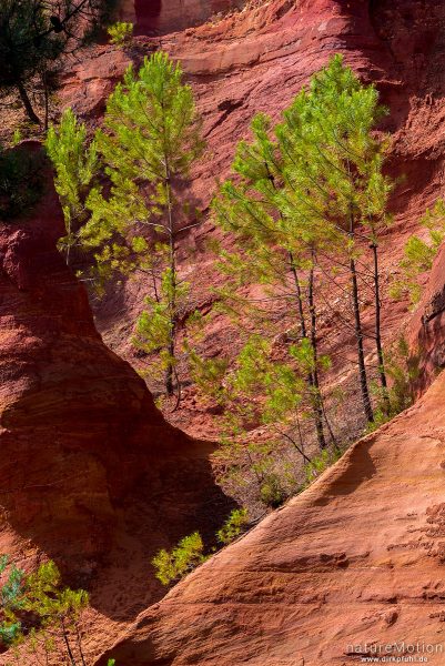 Ockersteinbruch, Felsen und Sand in verschiedenen Rot, Braun und Gelbtönen, dazwischen grüne Nadelbäume, Roussillon - Provence, Frankreich