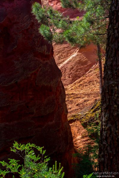 Ockersteinbruch, Felsen und Sand in verschiedenen Rot, Braun und Gelbtönen, dazwischen grüne Nadelbäume, Roussillon - Provence, Frankreich
