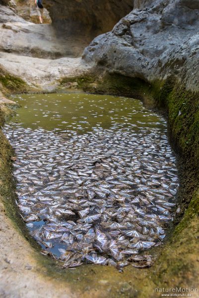 Buchsbaumzünsler, Cydalima perspectalis, Pyrale du buis, Crambidae, Massenvorkommen, hunderte toter Falter in einer Wasserlache, Veroncle-Schlucht, Gordes - Provence, Frankreich