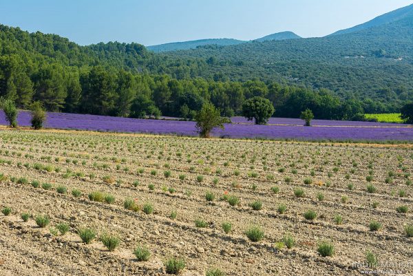 Echter Lavendel, Lavandula angustifolia, Lippenblütler (Lamiaceae), Lavendelfeld mit frisch gesetzten und noch nicht blühenden Pflanzen, dahinter blühendes Feld, Rustrel - Provence, Frankreich