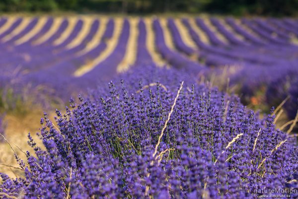 Echter Lavendel, Lavandula angustifolia, Lippenblütler (Lamiaceae), Lavendelfeld, Rustrel - Provence, Frankreich