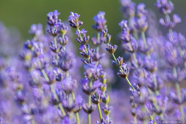 Echter Lavendel, Lavandula angustifolia, Lippenblütler (Lamiaceae), Lavendelfeld, Rustrel - Provence, Frankreich