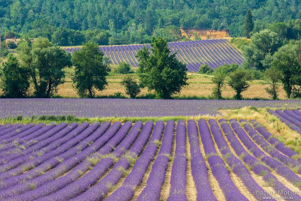 Echter Lavendel, Lavandula angustifolia, Lippenblütler (Lamiaceae), Lavendelfeld, Rustrel - Provence, Frankreich