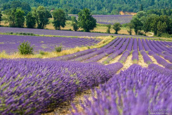 Echter Lavendel, Lavandula angustifolia, Lippenblütler (Lamiaceae), Lavendelfeld, Rustrel - Provence, Frankreich