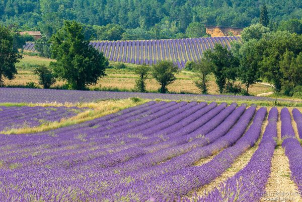 Echter Lavendel, Lavandula angustifolia, Lippenblütler (Lamiaceae), Lavendelfeld, Rustrel - Provence, Frankreich