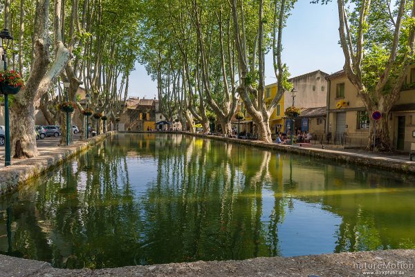 Wasserbecken gesäumt von großen Platanen, Dorfplatz, Cucuron - Provence, Frankreich