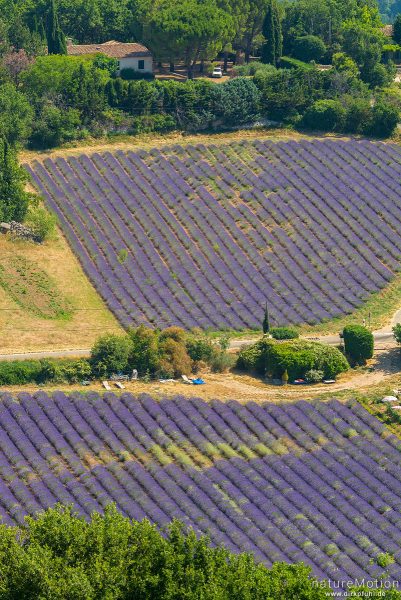 Lavendelfelder unterhalb des Rocher de Bellevue de Saignon, Saignon - Provence, Frankreich