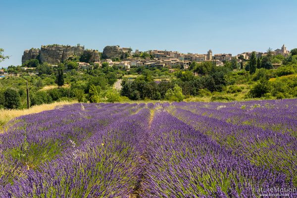 Echter Lavendel, Lavandula angustifolia, Lippenblütler (Lamiaceae), Lavendelfeld vor dem Ort Saignon, Saignon - Provence, Frankreich