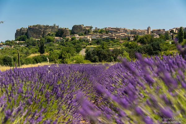 Echter Lavendel, Lavandula angustifolia, Lippenblütler (Lamiaceae), Lavendelfeld vor dem Ort Saignon, Saignon - Provence, Frankreich