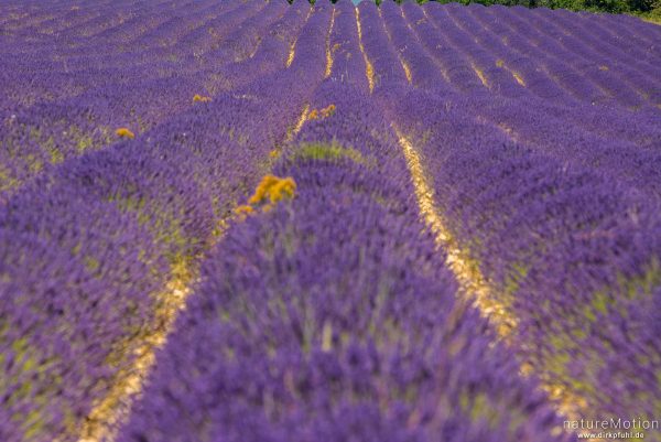 Echter Lavendel, Lavandula angustifolia, Lippenblütler (Lamiaceae), Lavendelfeld, Saignon - Provence, Frankreich