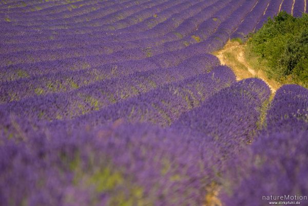 Echter Lavendel, Lavandula angustifolia, Lippenblütler (Lamiaceae), Lavendelfeld, Saignon - Provence, Frankreich