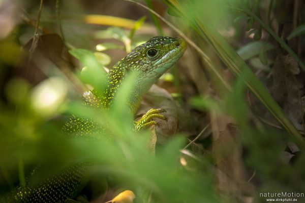 Westliche Smaragdeidechse, Lacerta bilineata, Lacertidae, Männchen, versteckt im Gebüsch, Causses Mejean, La Malene, Frankreich